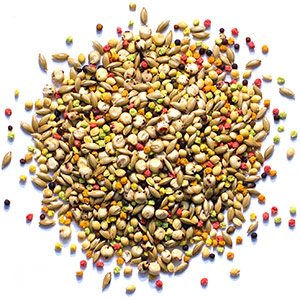Buy Sensible Seed Mix online